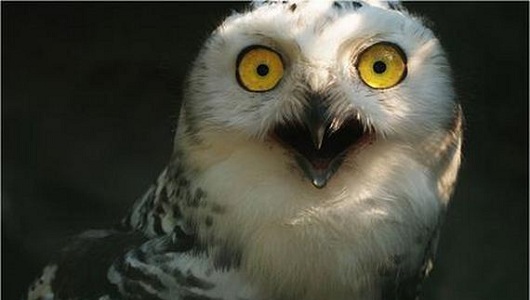 Image result for shocked owl