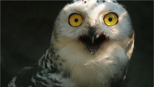 shocked-owl.jpg